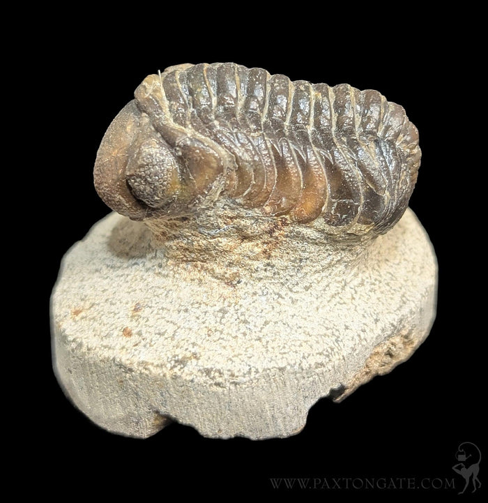 Drotops Trilobite Fossil Specimen 8-Fossils-Sahara Overland-PaxtonGate